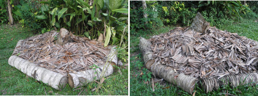 Images of new compost heaps filled with old nipa from
        roof