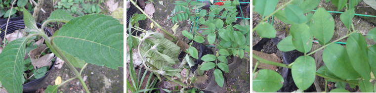 Images of forage plants ready to be re-plnted in garden