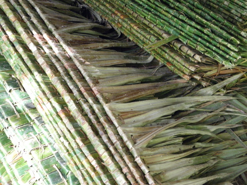 Image of Palm Fronds for roof