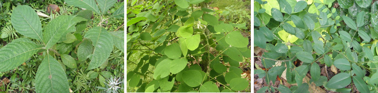 Images of forage plants growing in garden