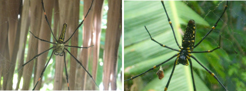 Two images of spiders hiding under
        nipa roof