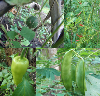 Images of vegetables growing in garden