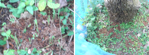 Images of sprouting compost patch