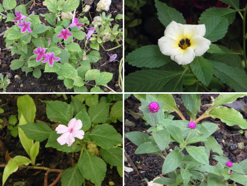 Images of flowers in mini-garden under coconut
              tree