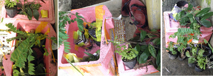 Images of plant cuttings being unpacked from boxes