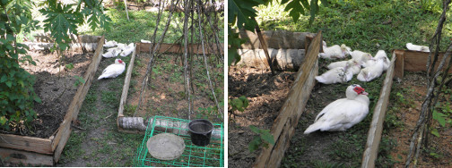 Images of Ducks kept of garden
              patch by small wooden fences