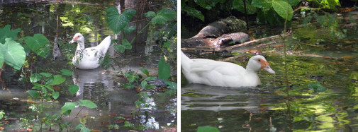 Images of duck swimming in flooded garden