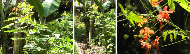 Images of flowering leguminous
              tree