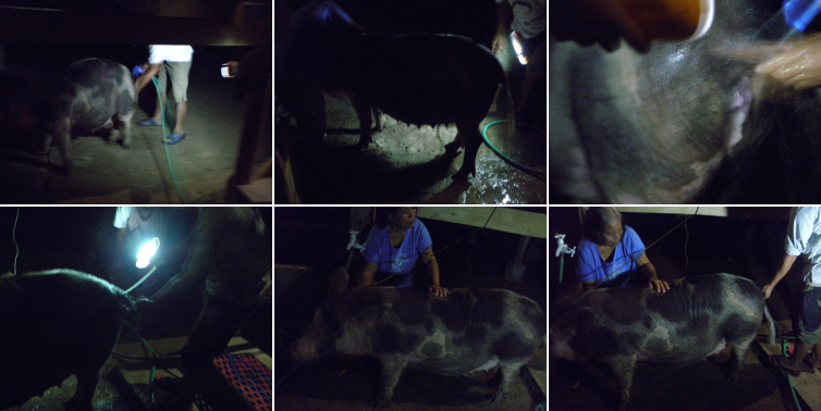 Images of pig being artificially inceminated in the dark