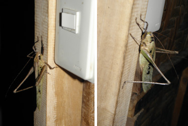 Images of grasshopper on wall at
              night