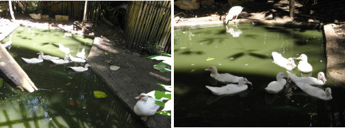 Images of older ducklings swimming