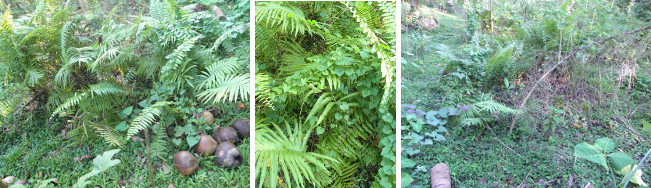 Images of weed filled garden patch prior to
              weeding