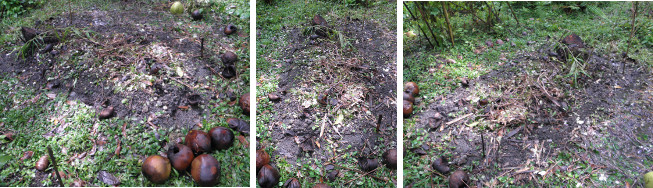 Images of garden plot being cleared of weeds