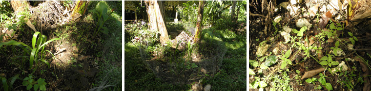 Images of seedlings growing in a
              banana patch