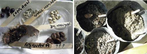 Images of fruit tree seed collection
        -and newly potted