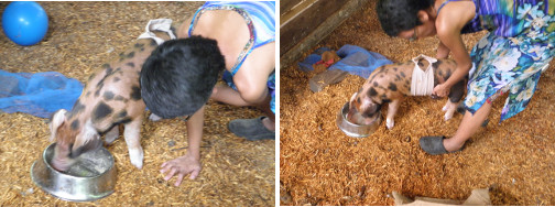 Images of post operative piglet being
        examined by owner