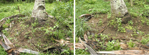 Images of compost heap around coconut tree