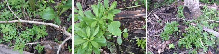 Images of plants growing in a compost area under coconut
        tree