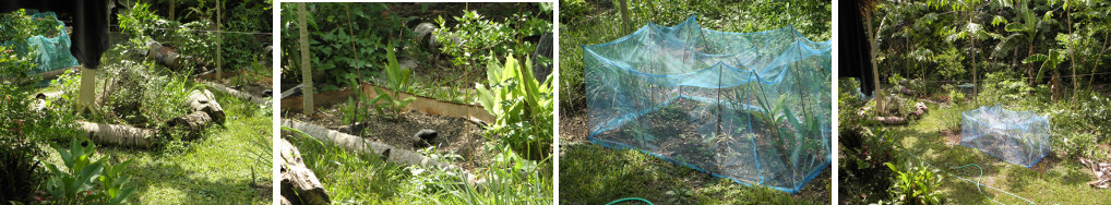 Images of a tropical garden in a dry
        spell