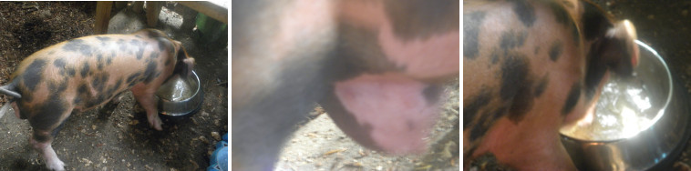 Images of pig and hernia