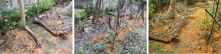 Images of garden patches retrieved
        from under sawdust after felling trees and cuttingup lumber