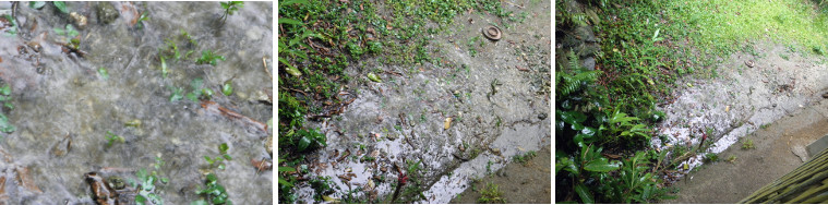 Images of tropical rain puddles in garden