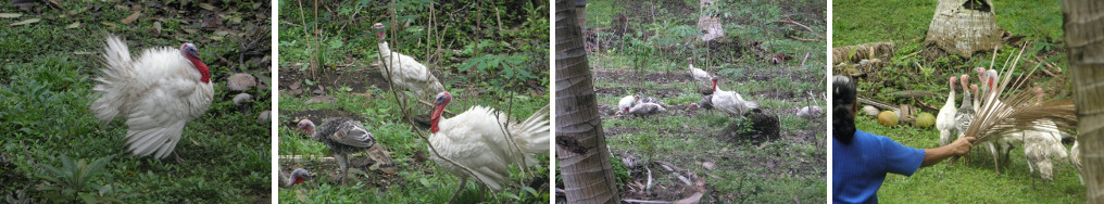 Images of turkeys in garden