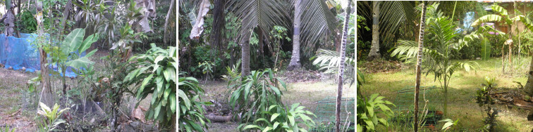 Images of garden after rain in the
        night