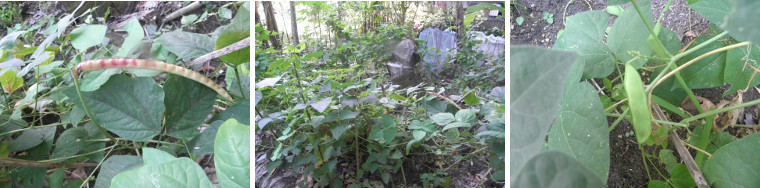 Images of Cowpeas and Beans growing in stump patch in
        garden