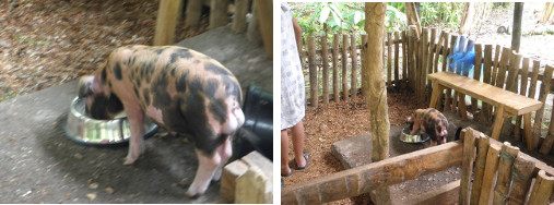 Images of piglet eating lunch