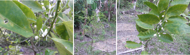 Images of flowering citrus tree