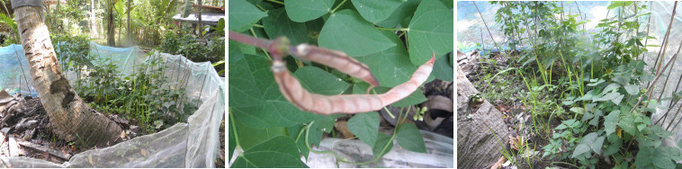 Images of cowpeas, etc... growing in garden patch