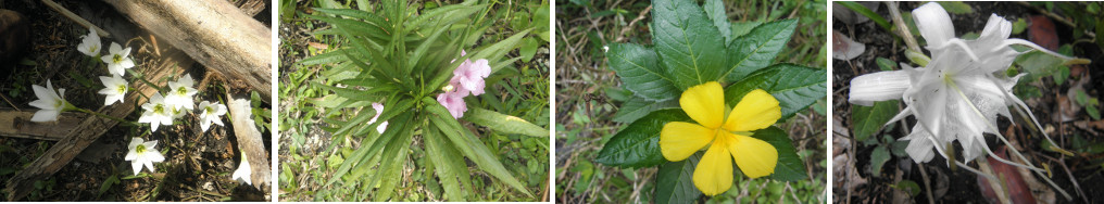 Images of garden flowers after the rain