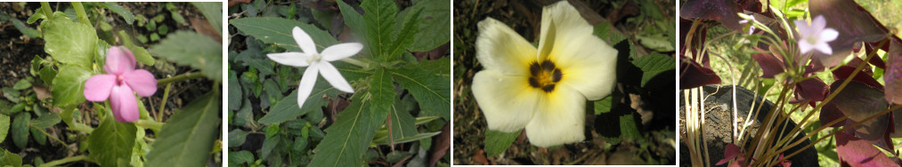 Images of garden flowers after rain in the night