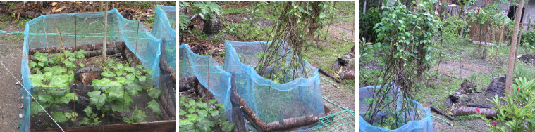 Images of (green) garden in the rain