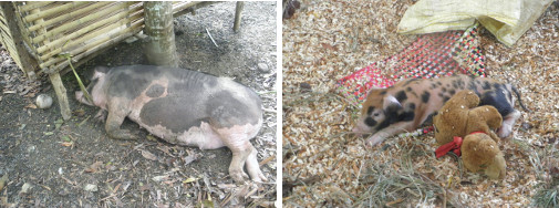 Images of sow and (surviving) piglet