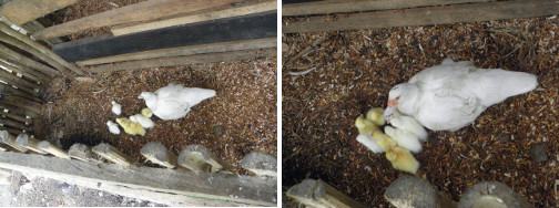 Images of mother with young ducklings