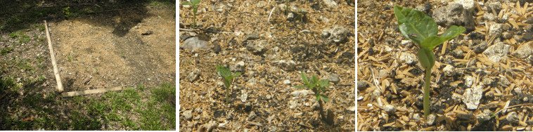 Images of green shoots after rain