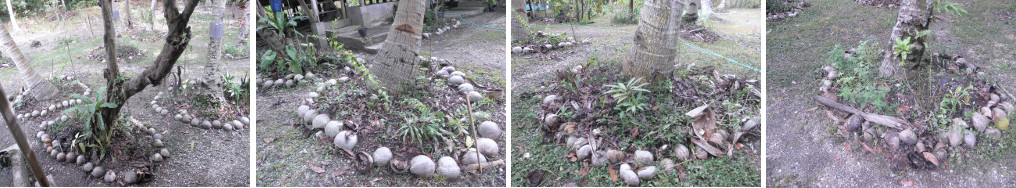 Images of garden patches around trees -near house