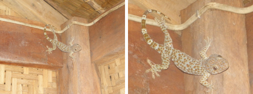 Images of Tuko (Gekko) in kitchen at
        night