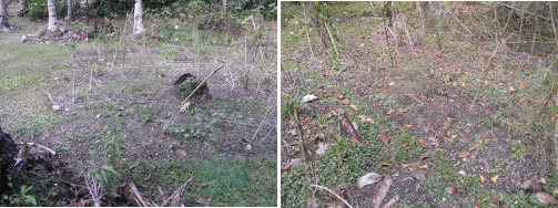 Images of drought hit garden