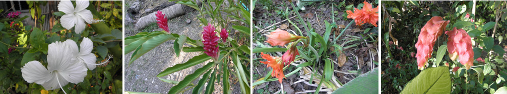 Images of flowers blooming in garden