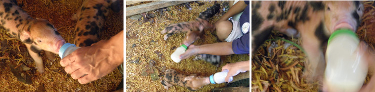 Images of Piglets being fed by bottle