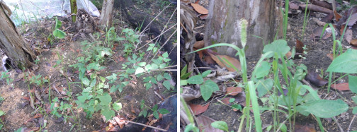 Images of bush beans growing in banana patch