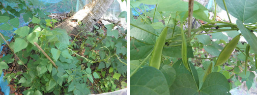 Images of beans growing in coconut patch