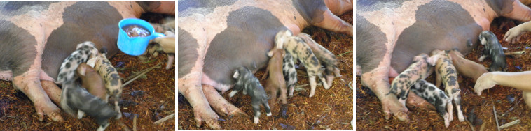 Images of suckling piglets