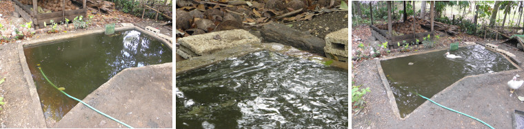 Images duckpond being
            refreshed with clean water