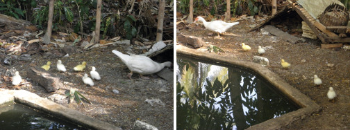 Images of newly born ducklings