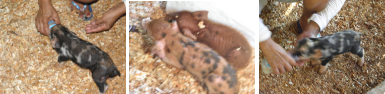 Images of sick piglets being hand
            fed