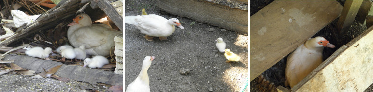 Images of new, recent, and soon to be ducklings